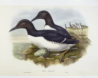 Common murre (Uria aalge), Engraving by John Gould, William Hart, H C Richter