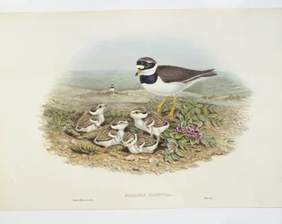 Common ringed plover (Charadrius hiaticula), illustration