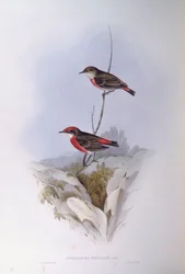 Crimson chat (Epthianura tricolour), Engraving by John Gould