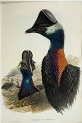 Dwarf Cassowary Casuarius bennetti, engraving