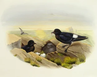 European Storm-Petrel (Hydrobates pelagicus), Engraving by John Gould