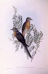 Fan-tailed cuckoo (Cacomantis flabelliformis), Engraving by John Gould