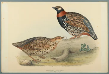 European Francolin