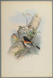 Bramblefinch