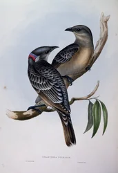 Great Bowerbird, engraving from Birds of Australia
