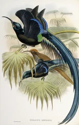 Great Sicklebilled Bird of Paradise