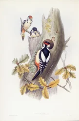 Great spotted woodpecker (Dendrocopos major), Engraving by John Gould
