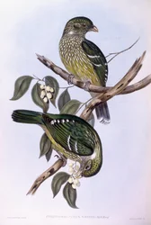 Green catbird (Ailuroedus crassirostris), Engraving