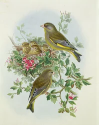Greenfinch, 1873