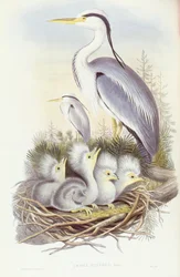Grey Heron (Ardea cinerea)
