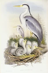 Grey heron (Ardea cinerea), Engraving by John Gould