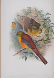Harpactes Oreskios, plate from The Birds of Great Britain by John Gould
