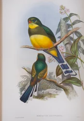 Harpactes Reinwardti, plate from The Birds of Great Britain by John Gould
