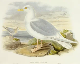 Iceland gull (Larus glaucoides), Engraving