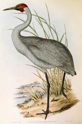 Illustration from John Gould