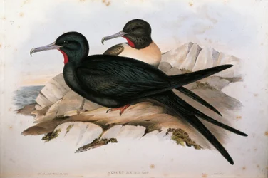 Illustration from John Gould