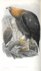 Illustration of Golden Eagle