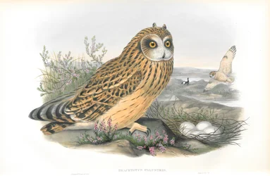 Illustration of Brachyotus Palustris (Short-eared Owl)