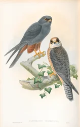 Illustration of Erythropus Vespertinus (Orange-legged Hobby)