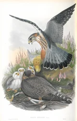 Illustration of Falco Aesalon (Merlin)