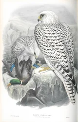 Illustration of Falco Candicans (Greenland Falcon Dark Race)