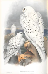 Illustration of Falco Candicans (Greenland Falcon Light Race)