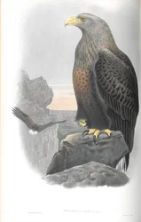 Illustration of Haliaeetus albicilla (Sea Eagle)