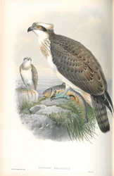 Illustration of Pandion Hallaetus (Osprey)