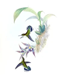 Illustration of Phlogophilus hemileucurus on Paphinia cristata (orchid)