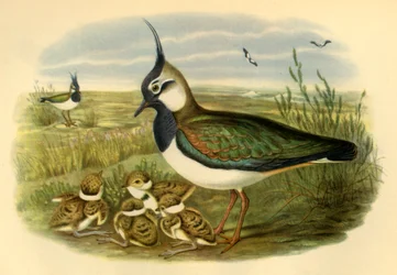 Lapwing and Young