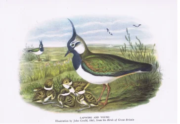 Lapwing and Young, Nature in Britain