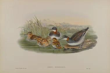 Red-Necked Phalarope