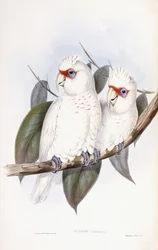 Long-billed Cockatoo