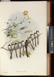 Long-tailed Tit