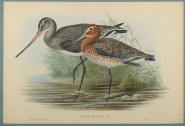 Lurinosa Melanura