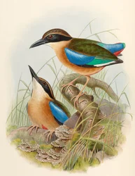 Mangrove Pitta (Blue-winged Pitta) Pitta megarhyncha Schlegel