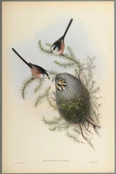Mecistura caudata - Long-tailed Tit