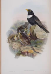 Merula Torquata, plate from The Birds of Great Britain by John Gould, published 1862-73