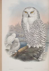 Nyctea Nivea, plate from The Birds of Great Britain by John Gould, published 1862-73
