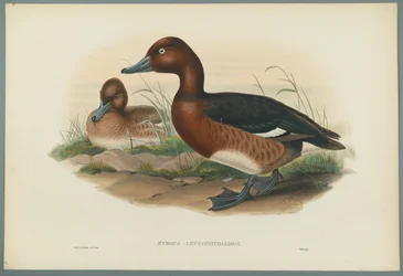 White Eyes, or Ferruginous Duck
