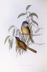 Olive Whistler (Pachycephala olivacea), Engraving by John Gould
