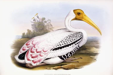 Painted Stork