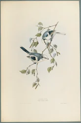 Azure Tit