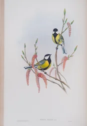 Parus Major, plate from The Birds of Great Britain by John Gould, published 1862-73