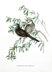 Peaceful Dove, birds from Australia, engraving from book by John Gould (1804-1881) Tropical Birds