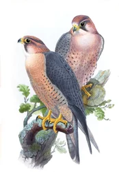 Peregrine Falcon, (Red-capped Falcon) Falco peregrinus babylonicus Sclater