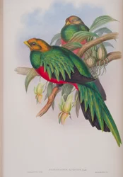 Pharomacrus Auriceps, plate from The Birds of Great Britain by John Gould, published 1862-73