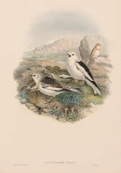 Snow Bunting
