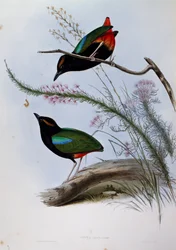 Rainbow Pitta (Pitta iris), engraving from Birds of Australia