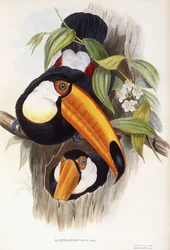 Toco Toucan